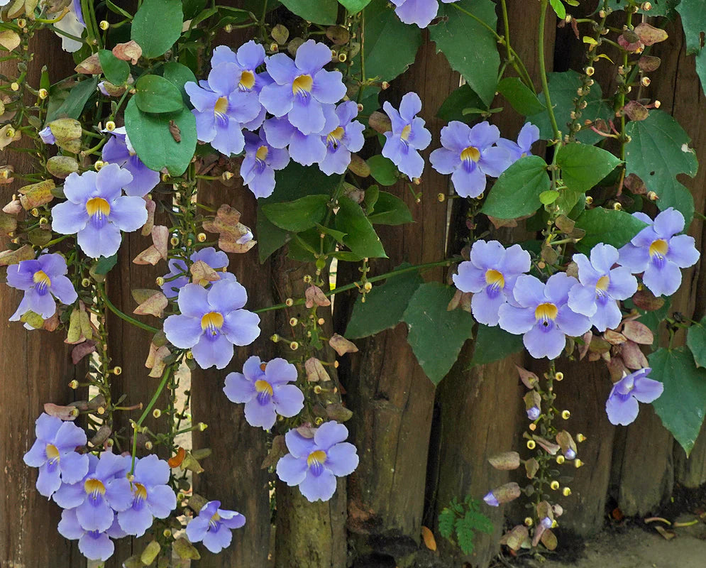 Bees Plant Hub Blue Trumpet Vine (Thunbergia grandiflora) All Time Flowering Live Plant