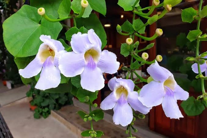 Bees Plant Hub Blue Trumpet Vine (Thunbergia grandiflora) All Time Flowering Live Plant