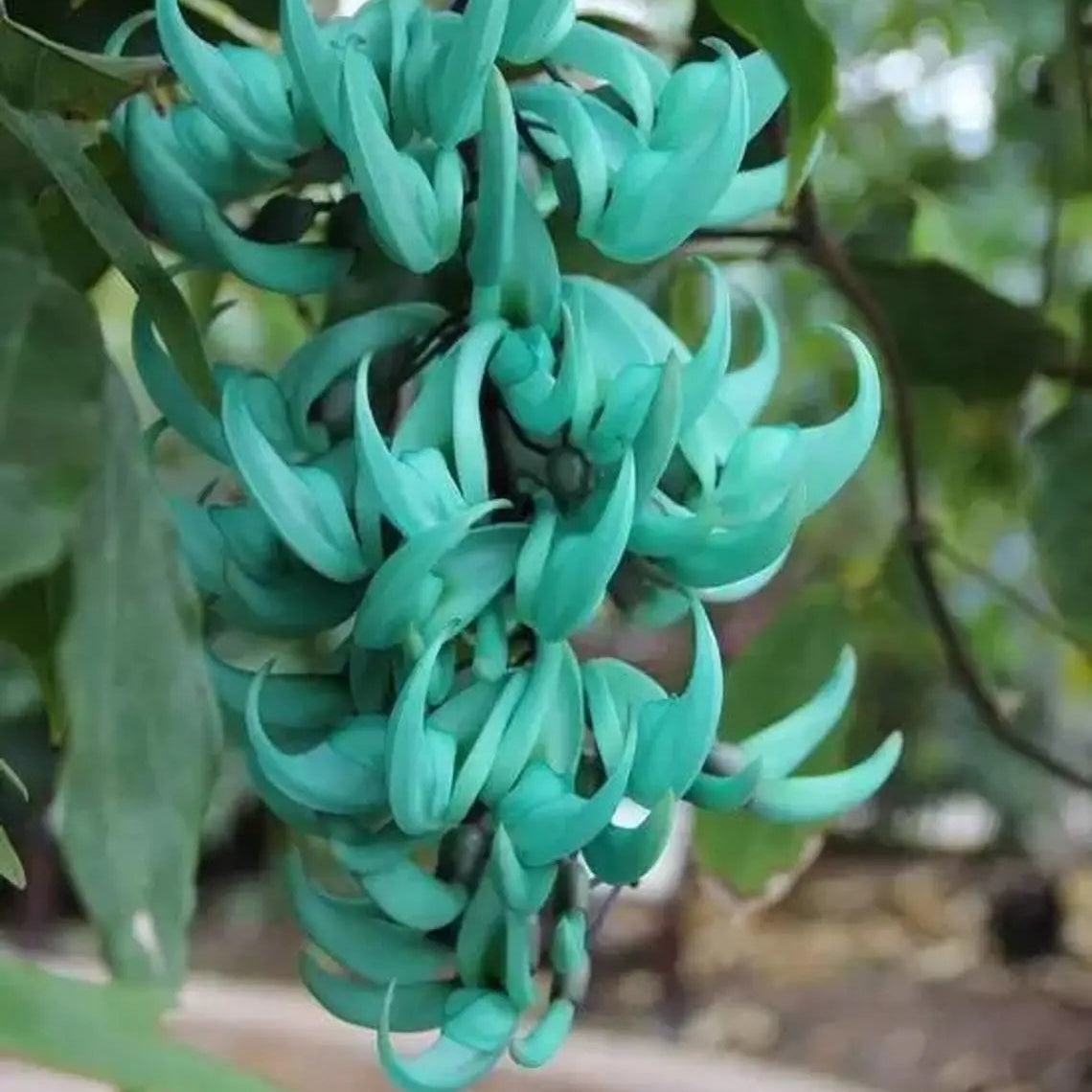Bees Plant Hub Nema/Blue Jade Vine (Strongylodon macrobotrys) Live Plant