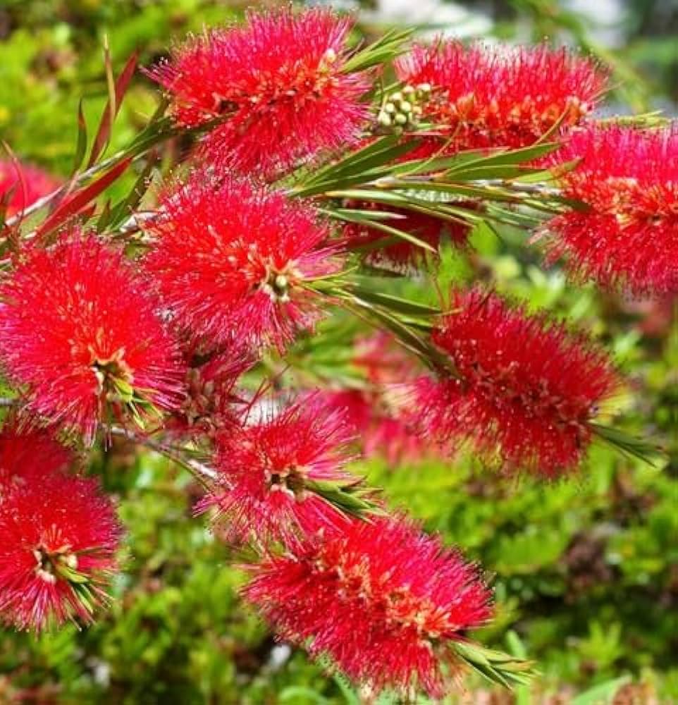 Bees Plant Hub Bottle Brush Red (Callistemon) All Time Flowering Live Plant