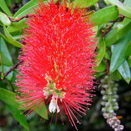 Bees Plant Hub Bottle Brush Red (Callistemon) All Time Flowering Live Plant