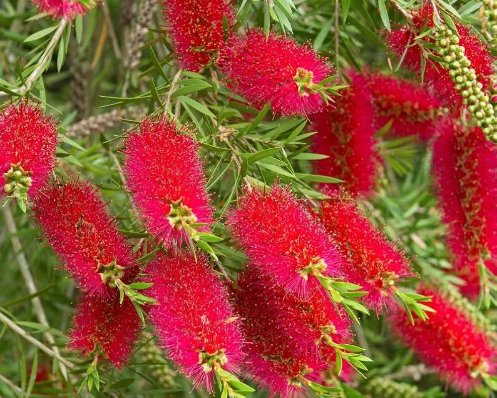 Bees Plant Hub Bottle Brush Red (Callistemon) All Time Flowering Live Plant