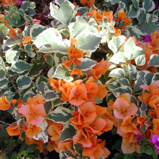 Bees Plant Hub Bougainvillea Variegated with Orange Flowers Rare Flowering Live Plant