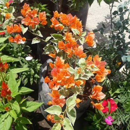 Bees Plant Hub Bougainvillea Variegated with Orange Flowers Rare Flowering Live Plant