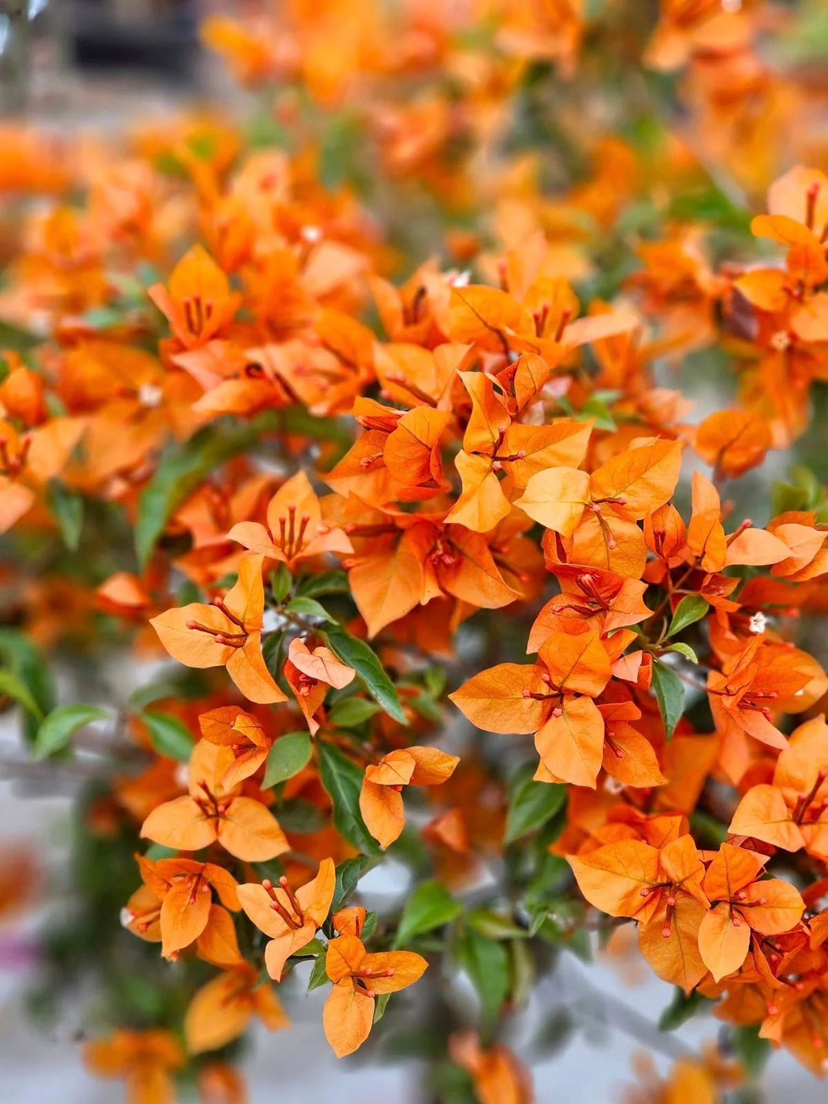 Bees Plant Hub Bougainvillea (Fire Opal) Flowering Live Plant