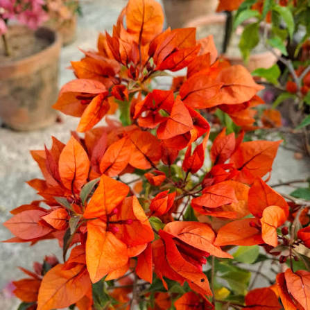 Bees Plant Hub Bougainvillea (Fire Opal) Flowering Live Plant