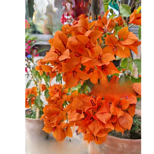 Bees Plant Hub Bougainvillea (Fire Opal) Flowering Live Plant
