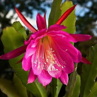 Bees Plant Hub Brahma Kamal - Pink (Saussurea obvallata) Flowering Live Plant with Pot
