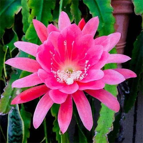 Bees Plant Hub Brahma Kamal - Pink (Saussurea obvallata) Flowering Live Plant with Pot