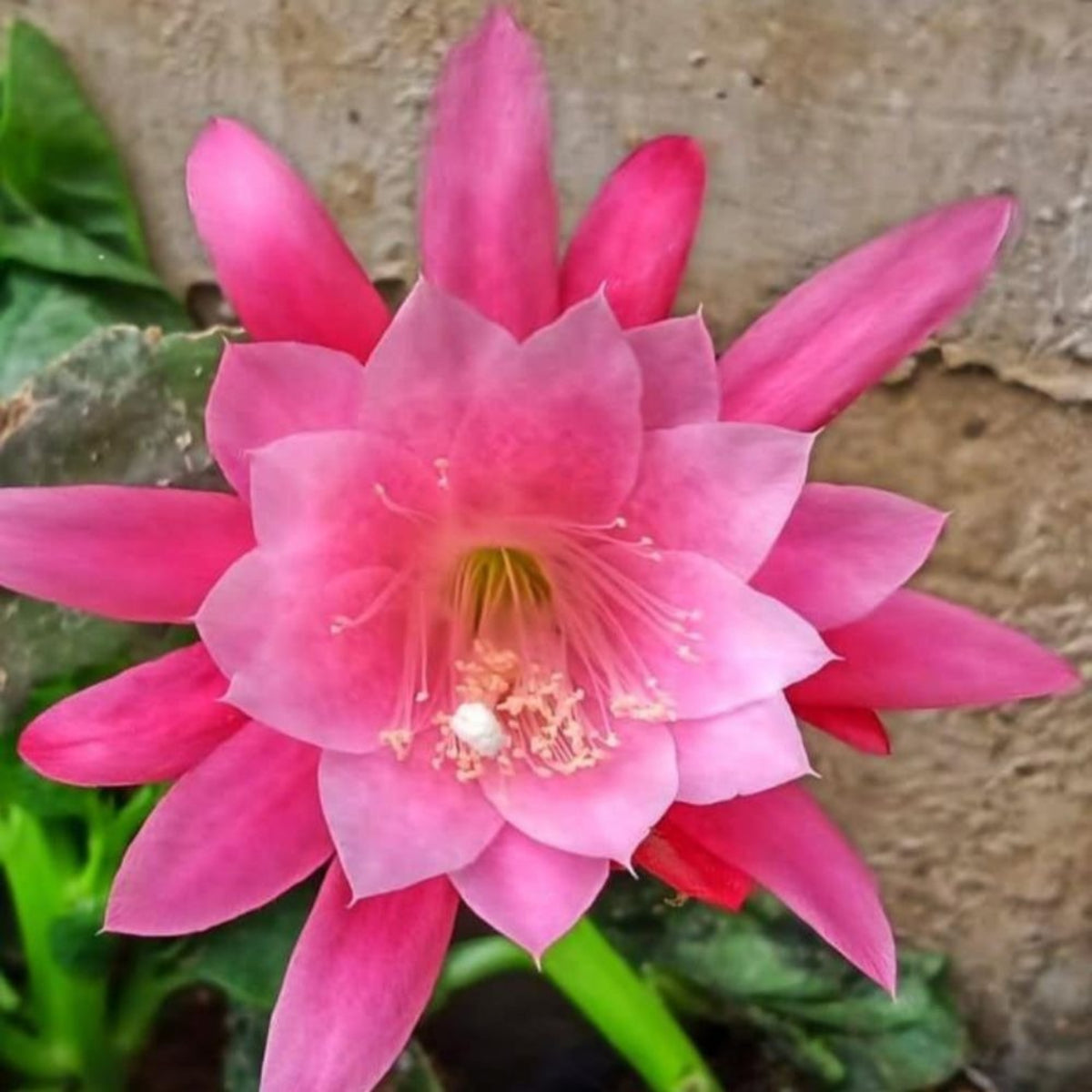 Bees Plant Hub Brahma Kamal - Pink (Saussurea obvallata) Flowering Live Plant with Pot