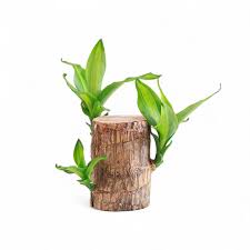 Bees Plant Hub Brazilian Driftwood (Caesalpinia echinata) Indoor Live Plant