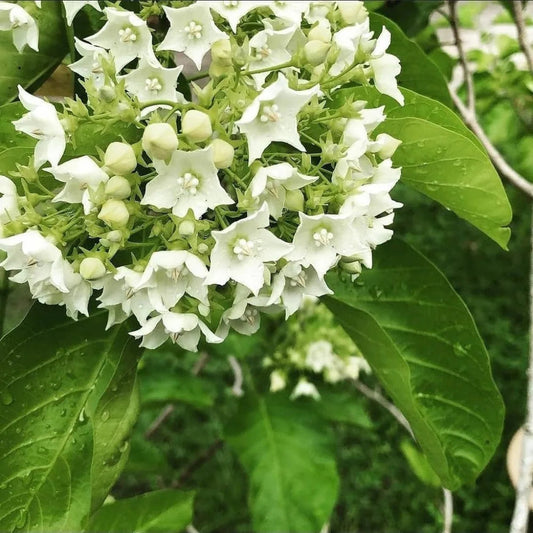 Bees Plant Hub Bread Flower Vine (Vallaris glabra) All Time Fragrant Flowering Live Plant