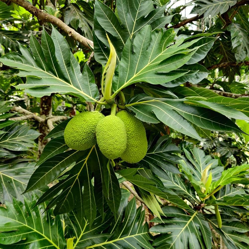 Bees Plant Hub Breadfruit / Kadachakka (Artocarpus altilis) Fruit Live Plant