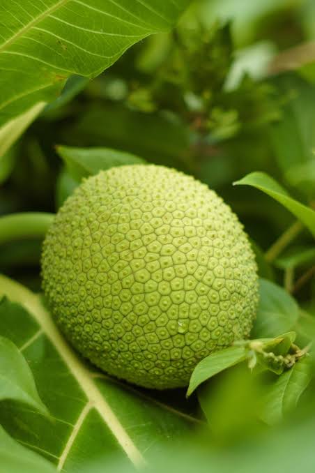 Bees Plant Hub Breadfruit / Kadachakka (Artocarpus altilis) Fruit Live Plant