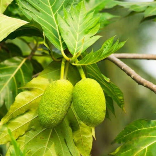 Bees Plant Hub Breadfruit / Kadachakka (Artocarpus altilis) Fruit Live Plant