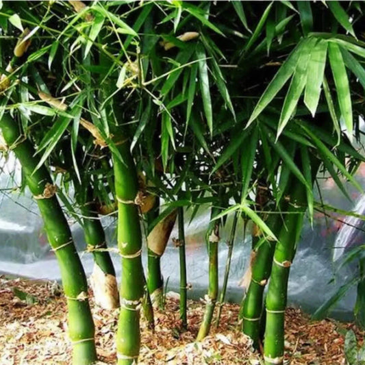 Bees Plant Hub Buddha Belly Bamboo (Bambusa ventricosa) Live Plant