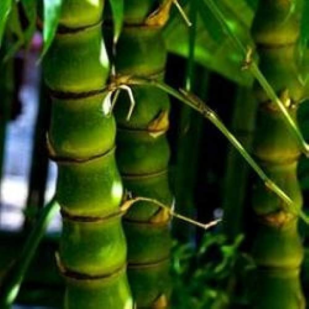 Bees Plant Hub Buddha Belly Bamboo (Bambusa ventricosa) Live Plant