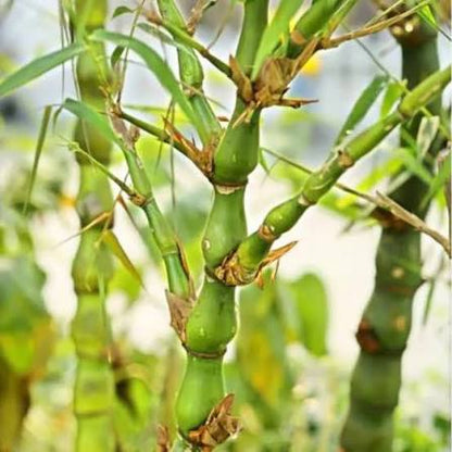 Bees Plant Hub Buddha Belly Bamboo (Bambusa ventricosa) Live Plant