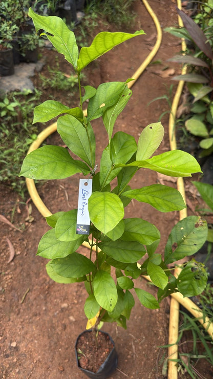 Bees Plant Hub Bush Rangoon Dwarf Madhumalti (Combretum indicum) All Time Flowering Live Plant
