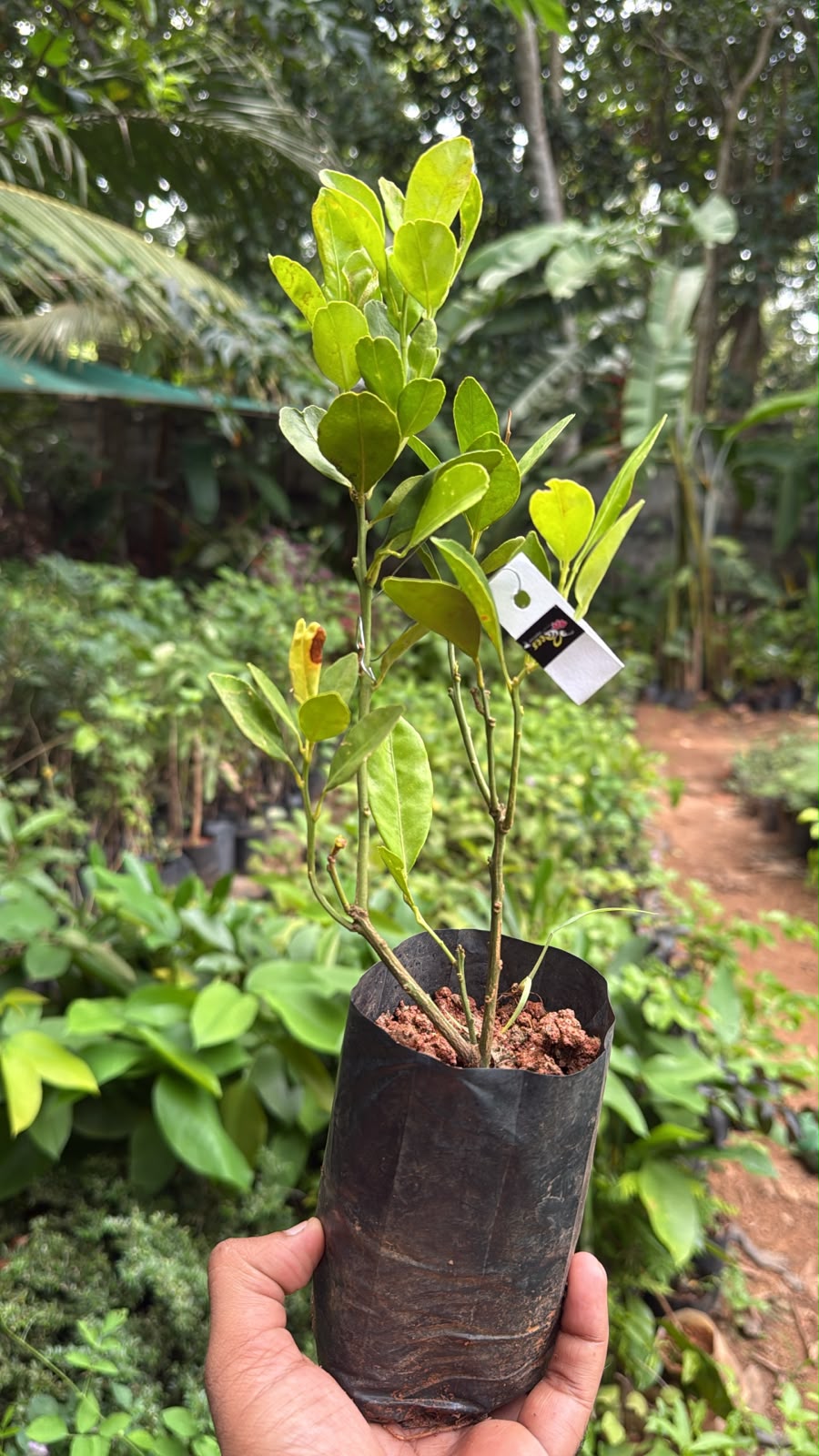 Bees Plant Hub Bush Orange Grafted Live plant