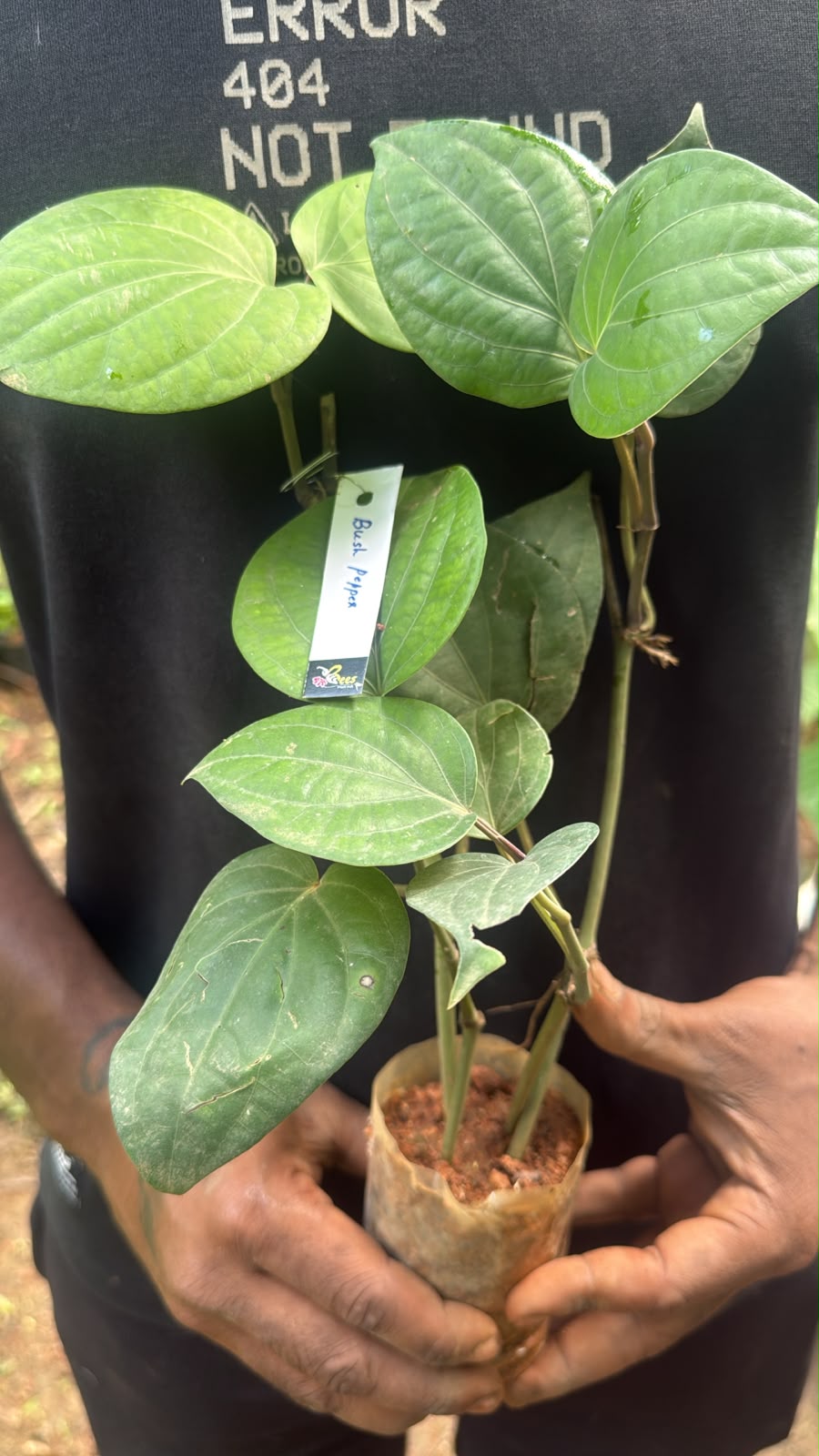 Bees Plant Hub Bush Black Pepper Panniyur Layered  Live Plant