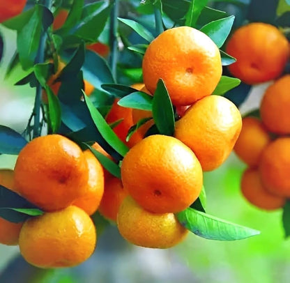 Bees Plant Hub Bush Orange Grafted Live plant