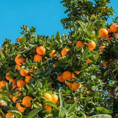 Bees Plant Hub Bush Orange Grafted Live plant