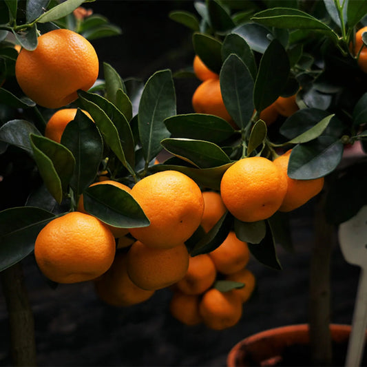 Bees Plant Hub Bush Orange Grafted Live plant