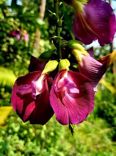 Bees Plant Hub Butterfly Pea Tree (Clitoria arborea) Rare Live Plant