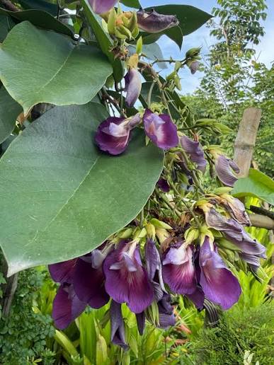 Bees Plant Hub Butterfly Pea Tree (Clitoria arborea) Rare Live Plant