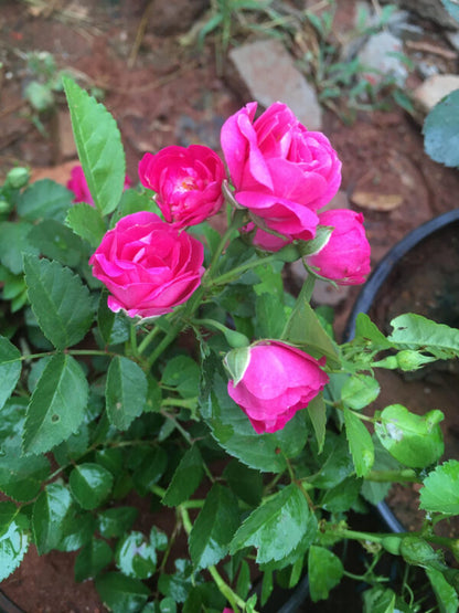 Bees Plant Hub Pink Button Rose Live Plant