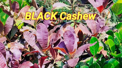 Black Cashew Nut / Kaju Plant (Anacardium occidentale) rare Fruit Live Plant