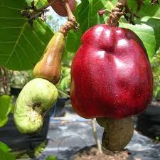 Black Cashew Nut / Kaju Plant (Anacardium occidentale) rare Fruit Live Plant