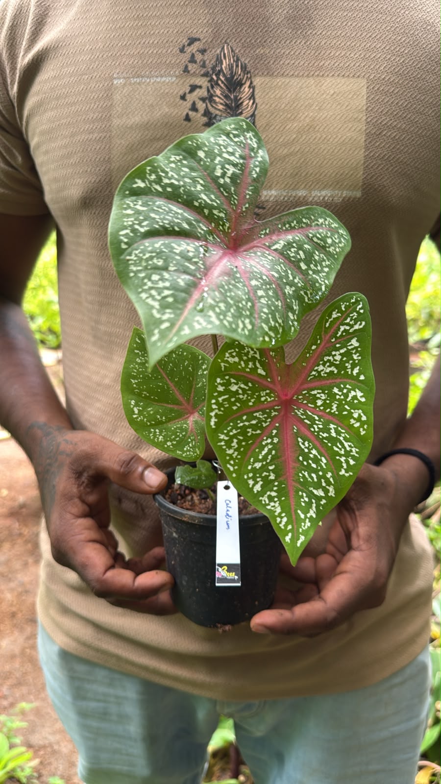 Bees Plant Hub Caladium (Heart of Jesus) Ornamental Live Plant