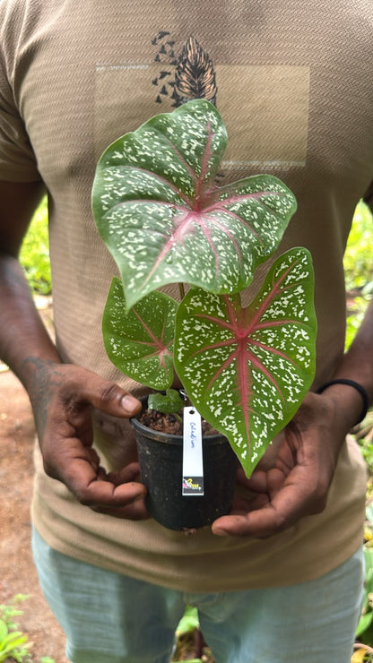 Bees Plant Hub Caladium (Heart of Jesus) Ornamental Live Plant
