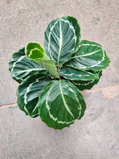 Bees Plant Hub Calathea Green Lipstick Live Plant