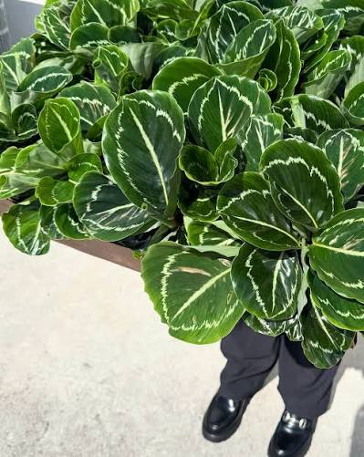 Bees Plant Hub Calathea Green Lipstick Live Plant