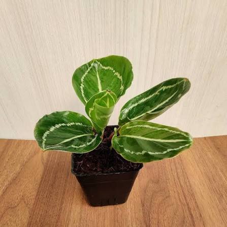 Bees Plant Hub Calathea Green Lipstick Live Plant