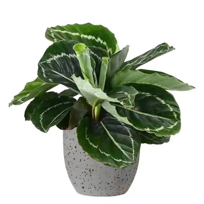 Bees Plant Hub Calathea Green Lipstick Live Plant