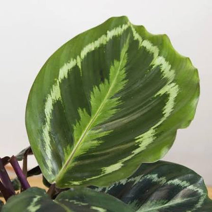 Bees Plant Hub Calathea Medallion (Goeppertia veitchiana) Live Plant