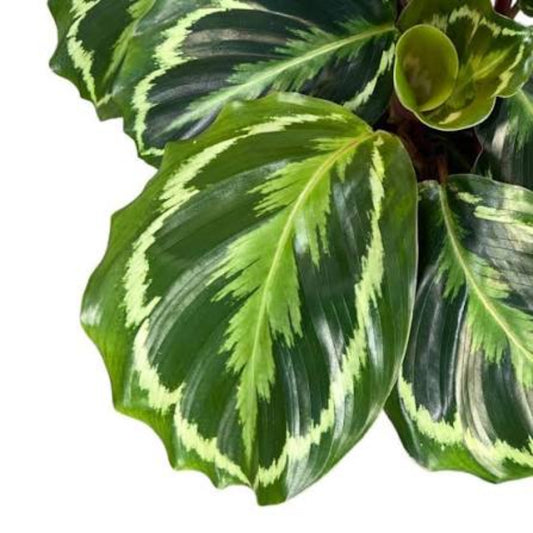 Bees Plant Hub Calathea Medallion (Goeppertia veitchiana) Live Plant