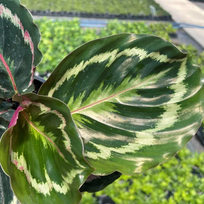 Bees Plant Hub Calathea Medallion (Goeppertia veitchiana) Live Plant