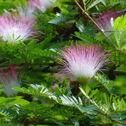 Bees Plant Hub Calliandra Pink & White (Calliandra Surinamensis) All Time Flowering Live Plant