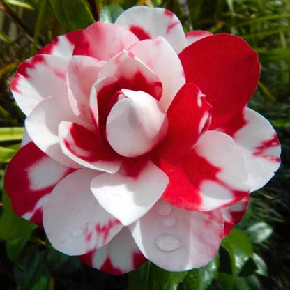 Bees Plant Hub Camellia Multi Colour (Tree Rose) Rare All Time Flowering Live Plant
