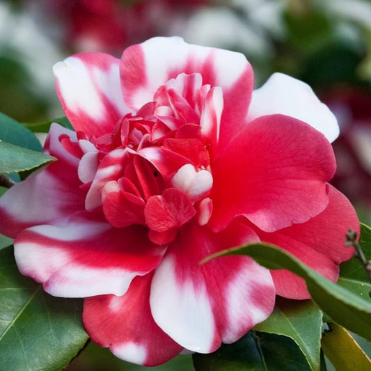 Bees Plant Hub Camellia Multi Colour (Tree Rose) Rare All Time Flowering Live Plant