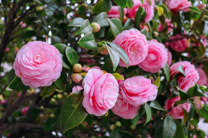 Bees Plant Hub Camellia Pink (Tree Rose) Rare All Time Flowering Live Plant