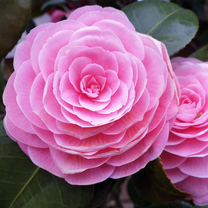 Bees Plant Hub Camellia Pink (Tree Rose) Rare All Time Flowering Live Plant