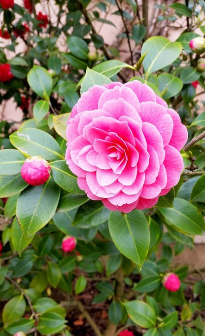 Bees Plant Hub Camellia Pink (Tree Rose) Rare All Time Flowering Live Plant