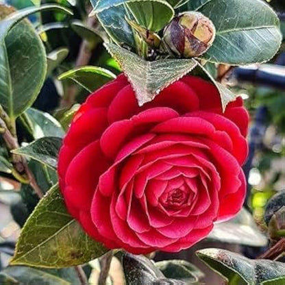 Bees Plant Hub Camellia Red (Camellia Japonica) Rare Flowering Live Plant