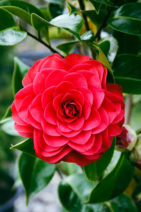 Bees Plant Hub Camellia Red (Camellia Japonica) Rare Flowering Live Plant
